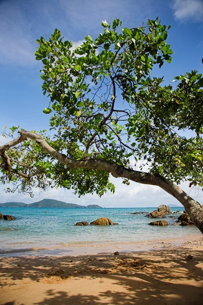 Tropischer Strand mit Baumzweigen — Stockfoto