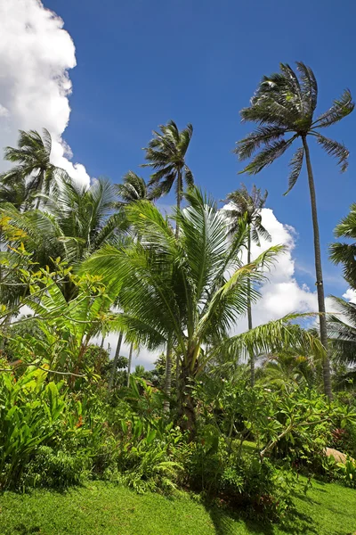 Tuin met palmbomen van kokosnoot. — Stockfoto