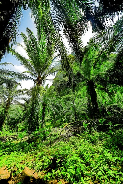 Perkebunan kelapa sawit — Stok Foto