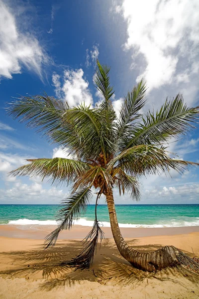 Palmera de coco —  Fotos de Stock