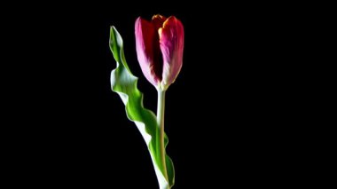  nergis zambağı (Hippeastrum sp.) çiçek çiçeklenme.