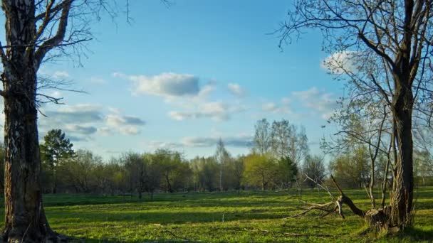 Leuke avond in het park voorjaarsbijeenkomst — Stockvideo