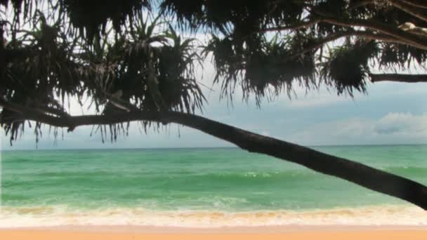 Palmeira na praia do mar . — Vídeo de Stock