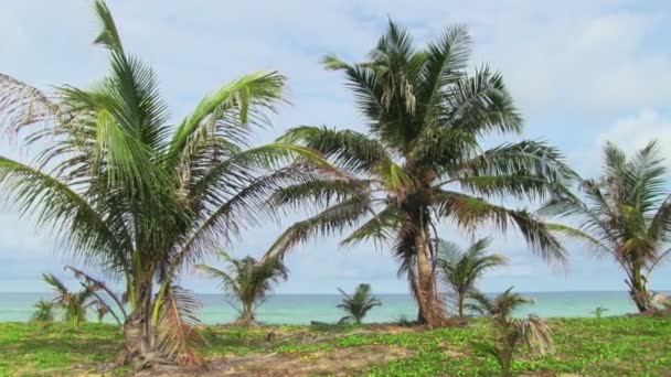 Palmeras en la playa del mar . — Vídeo de stock