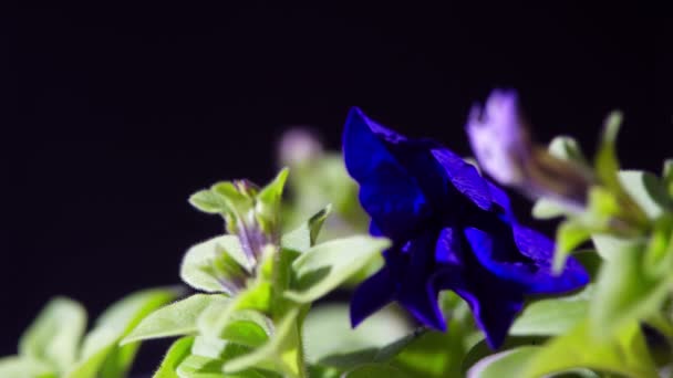 Megnyitása a petunia virág. — Stock videók