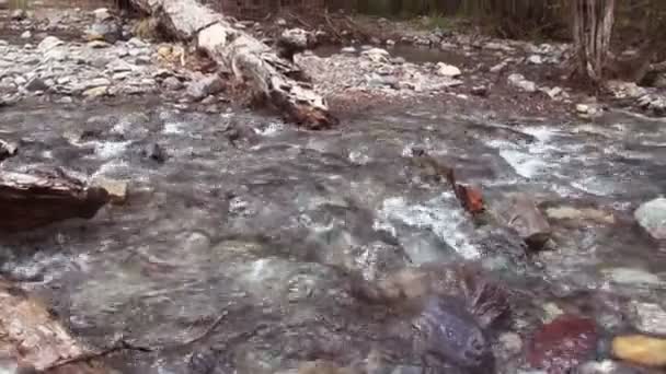 Source rivière de montagne — Video