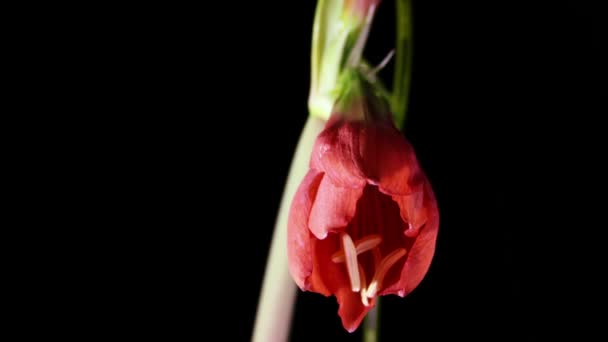 Lapso de tempo de floração da flor — Vídeo de Stock