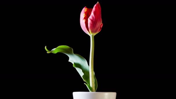 Flor de tulipán floreciendo — Vídeo de stock