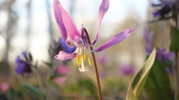 Flowers in spring wind — Stock Video