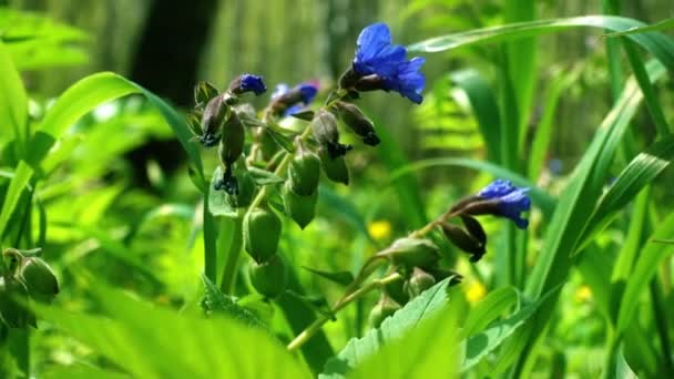Цветы пульмонарии в весеннем лесу — стоковое видео
