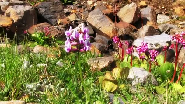 Flores de primavera púrpura — Vídeo de stock