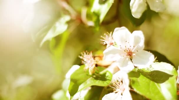 Apple tree flowering — Stock Video