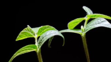 Siyah arkaplandaki nane yapraklarının yavaş çekim videosu 