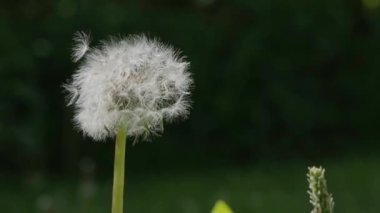 Rüzgardaki karahindibanın yavaş çekim videosu