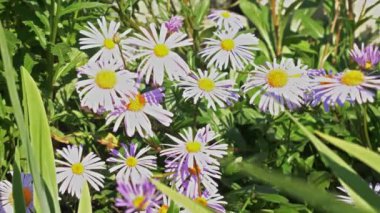 Bahçedeki güzel papatyanın yavaş çekim videosu.