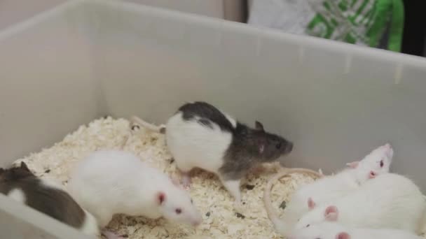 Vídeo Câmera Lenta Ratos Vasculhando Uma Gaiola — Vídeo de Stock
