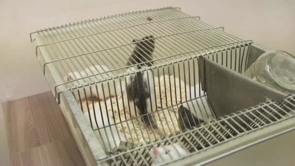 Slow Motion Video Mice Rummaging Cage — Stock Video