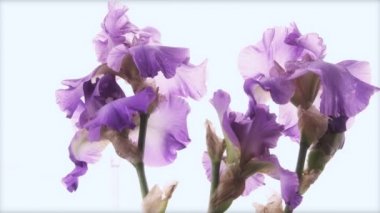 Çiçeklerin zaman aşımına uğraması, videoyu kapat