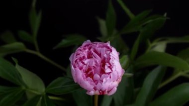 Pembe şakayık çiçeğinin zamanı. 4K