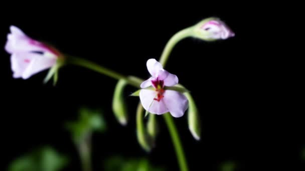 Time Lapse Bloei Van Bloem Close Video — Stockvideo