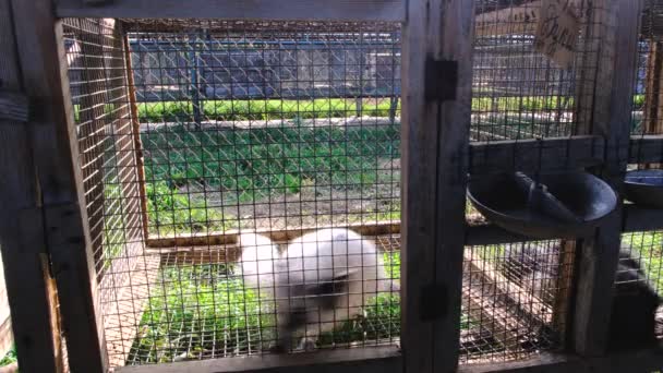 毛皮の農場 外を見る檻の中の狐 — ストック動画