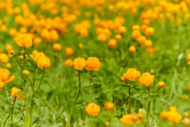 Turuncu çiçekli yeşil çayır Yerçiçeği (Trollius asiaticus