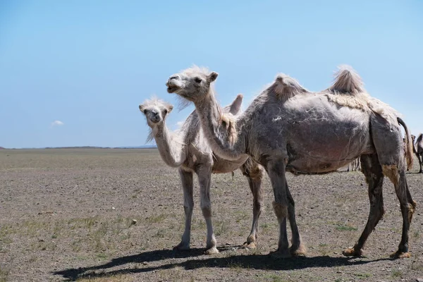 Пасутся Верблюды Каменной Пустыне Западной Монголии — стоковое фото