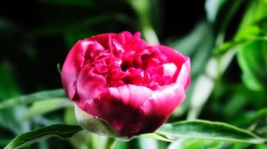 Pembe gülün orjinal hızlandırılmış videosu açılıyor 