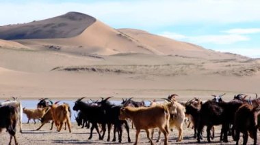 Göl kenarında kum tepecikleriyle otlayan bir keçi sürüsünün videosu. 