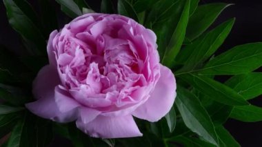 Pembe gülün orjinal hızlandırılmış videosu açılıyor 