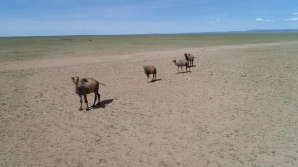 Vídeo Vários Camelos Deserto — Vídeo de Stock