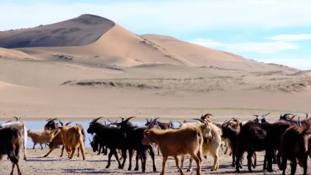 Vídeo Uma Manada Cabras Pastando Perto Lago Com Duna — Vídeo de Stock