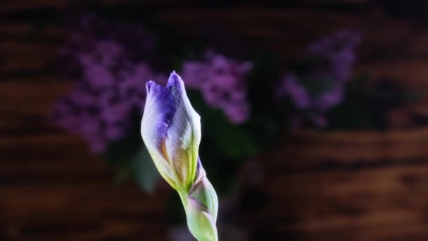 Den Ursprungliga Time Lapse Video Iris Öppnas — Stockvideo