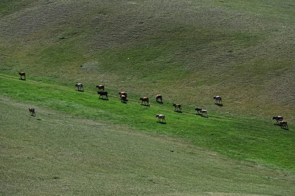 Kühe Weiden Auf Der Weide Der Mongolei — Stockfoto