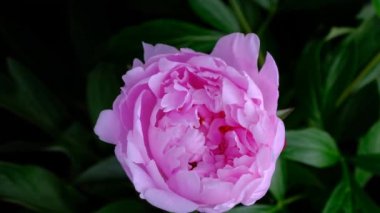 Pembe gülün orjinal hızlandırılmış videosu açılıyor 