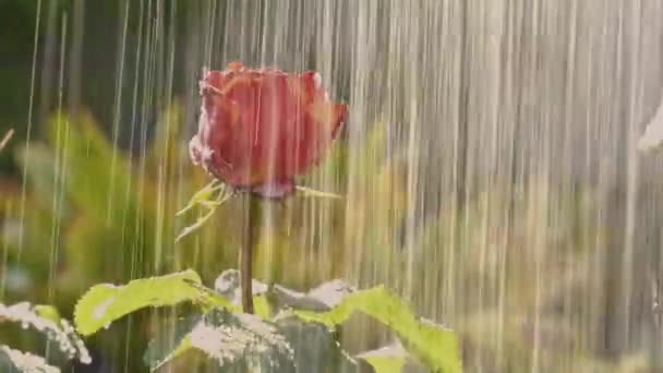 Powolny Film Podlewaniem Pięknej Czerwonej Róży — Wideo stockowe