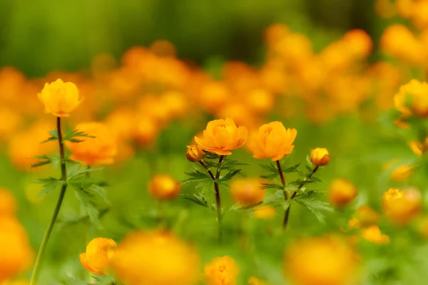 Primavera Pradera Verde Con Flores Naranjas Globeflowers Trollius Asiaticus —  Fotos de Stock