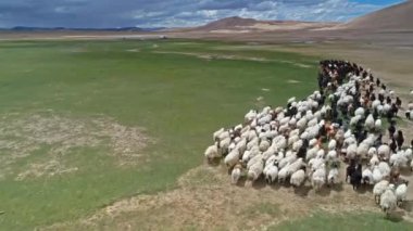 Çayırda koşan bir koyun sürüsünün videosu. 