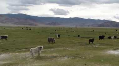 Rusya 'nın Altai dağlarında inekler otluyor..