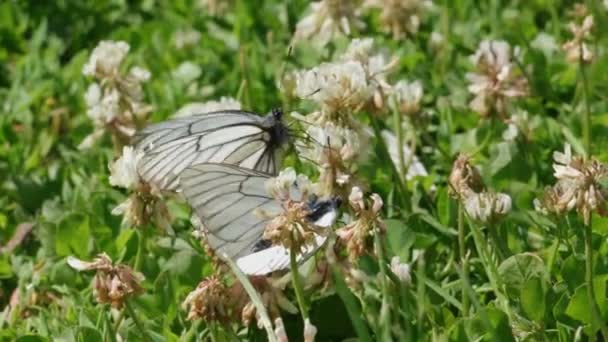 Video Butterflies Sitting Flowers Meadow — Stock Video