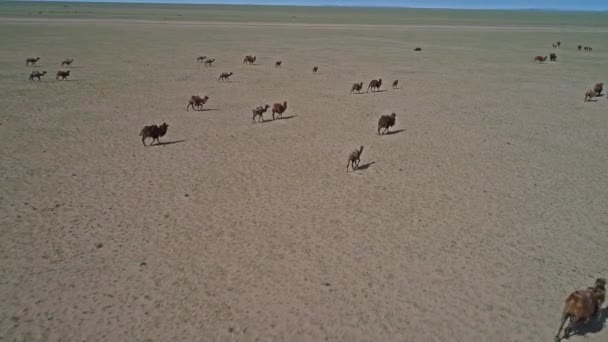 Herd Kamelen Woestijn Van West Mongolië — Stockvideo
