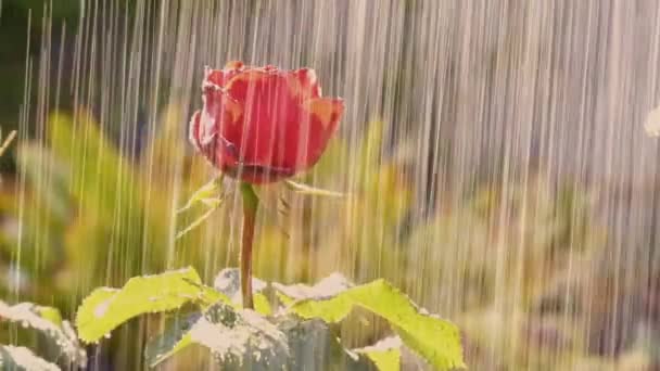 Powolny Film Podlewaniem Pięknej Czerwonej Róży — Wideo stockowe