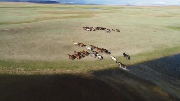 高山草原で馬の放牧の群れ — ストック動画