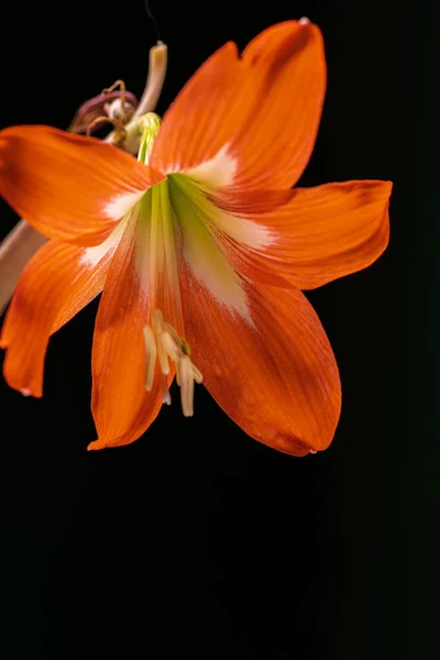 Červená Amarylis Přes Černé Pozadí — Stock fotografie