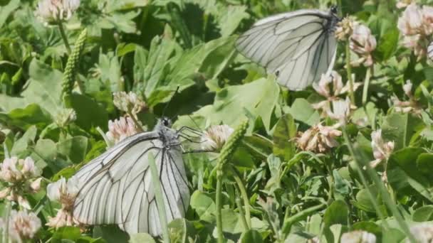 Zbliżenia Zdjęcia Motyli Kwiatach Ogrodzie — Wideo stockowe