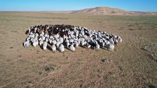 Images Panoramiques Troupeau Moutons Sur Champ Mongolie — Video