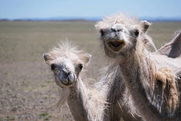 Верблюд Пасеться Кам Яній Пустелі Західної Монголії — стокове фото