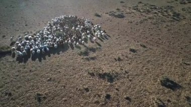 Moğolistan bozkırında otlayan koyunların hava görüntüleri