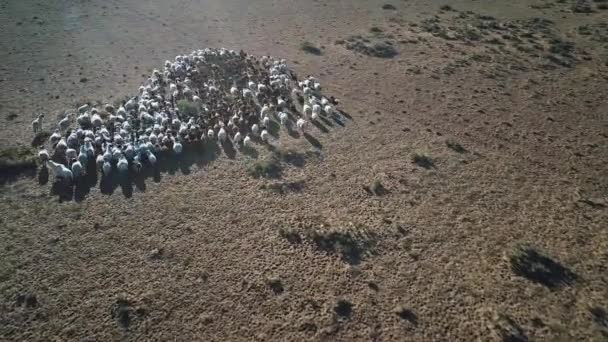 Imagens Aéreas Ovelhas Pastando Estepe Mongólia — Vídeo de Stock