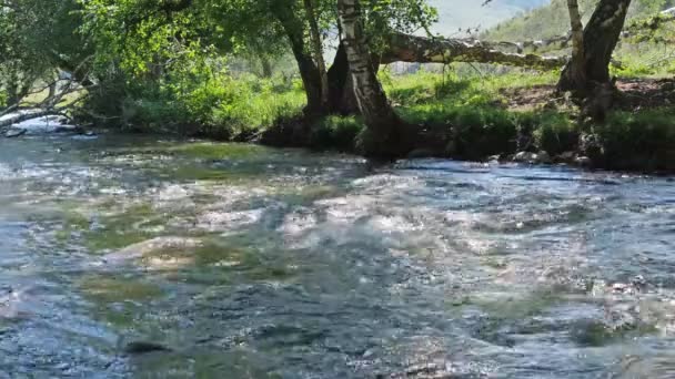 Живописные Кадры Красивой Реки Лесу — стоковое видео